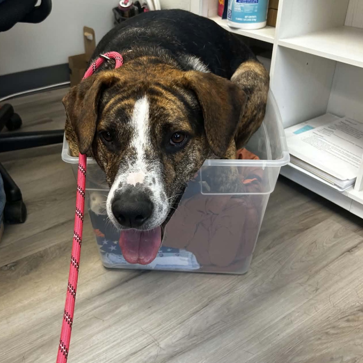 Humphrey, Adoptable, Adult Male Pit Bull Terrier & German Shepherd Dog.