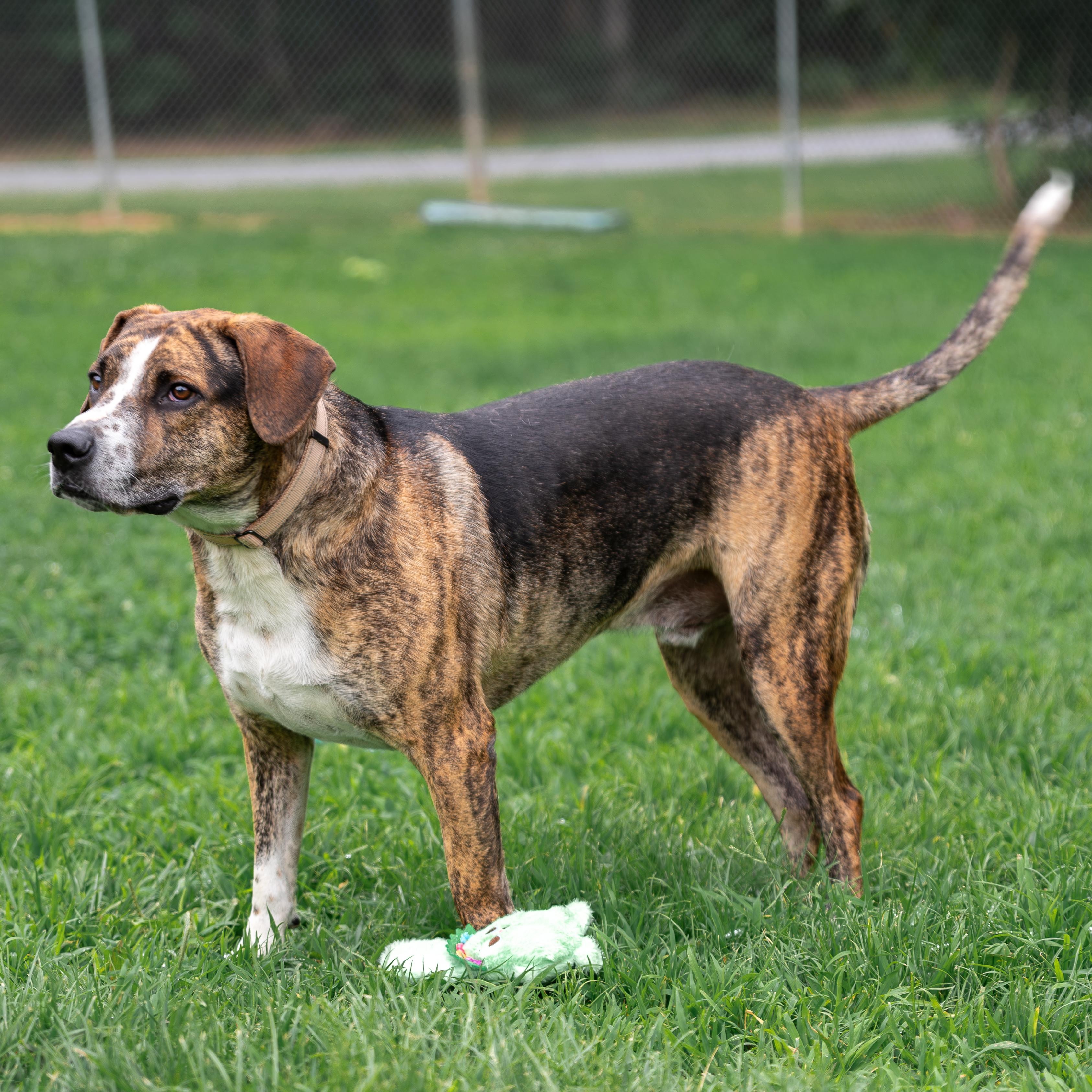 Enlarge Humphrey, a Adoptable mixed breed in Orange, VA image 2/6