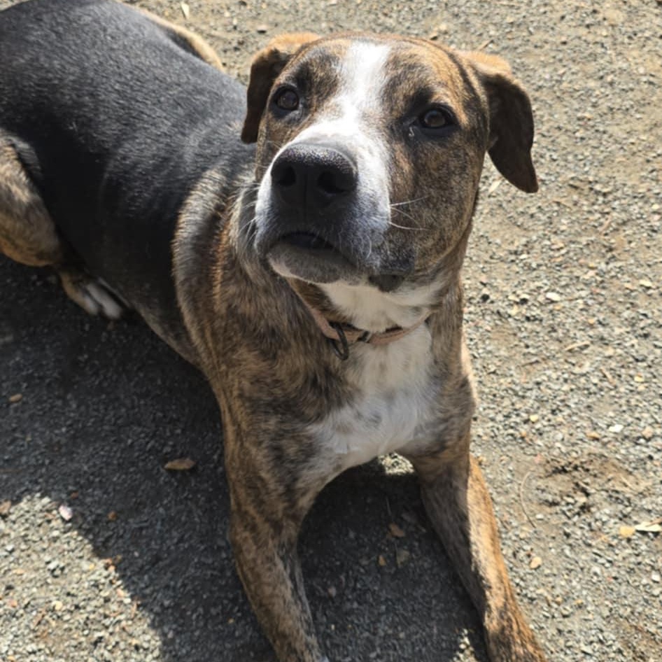 Enlarge Humphrey, a Adoptable mixed breed in Orange, VA image 3/6