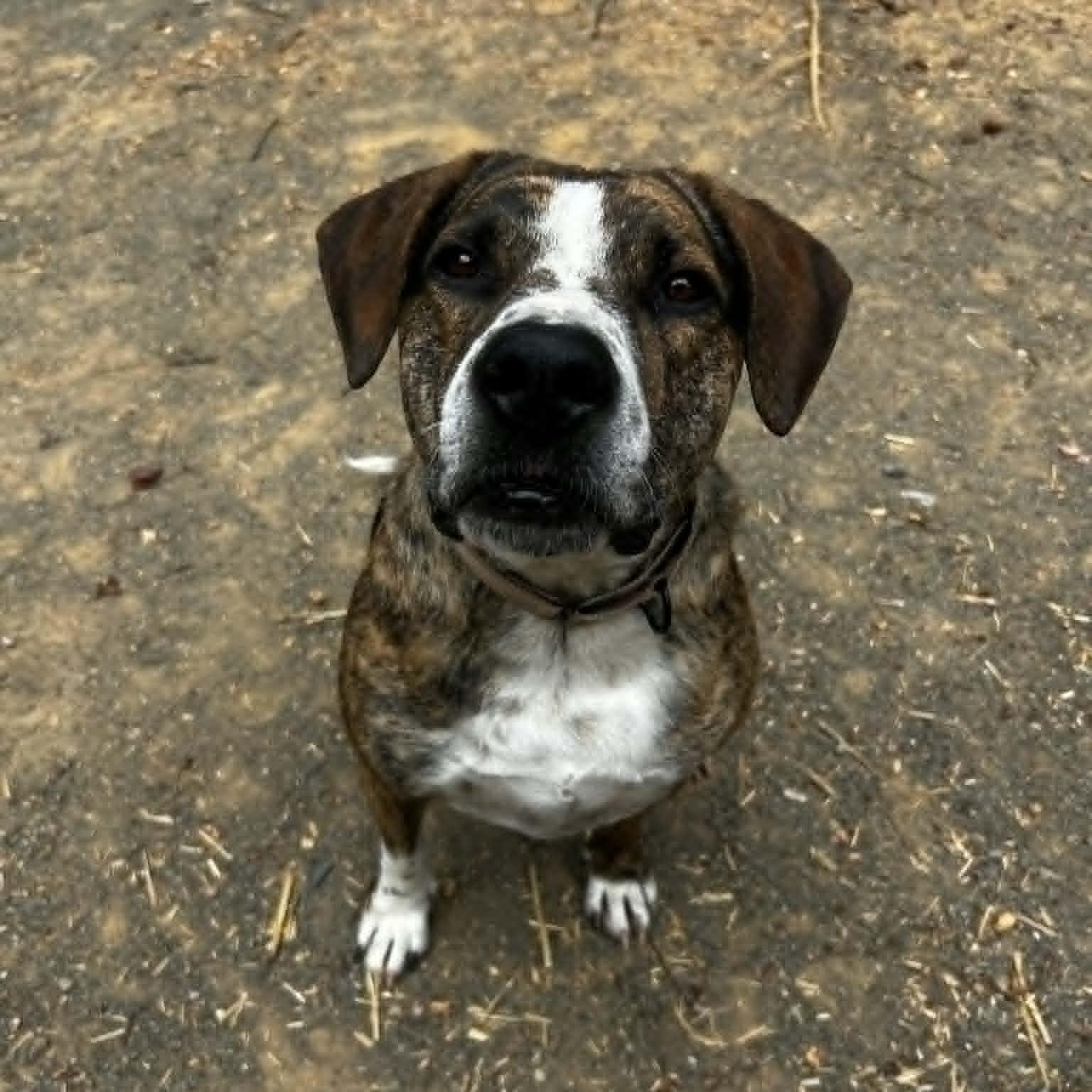Humphrey, a Adoptable mixed breed in Orange, VA image 6/6