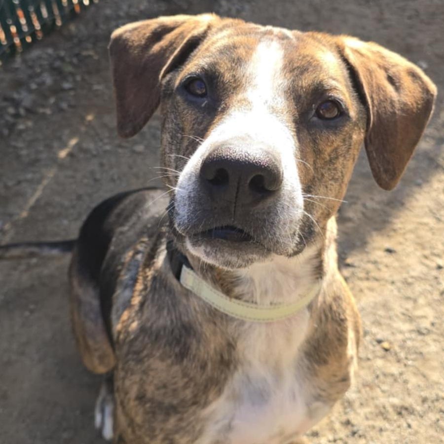 Humphrey, a Adoptable mixed breed in Orange, VA image 2/6