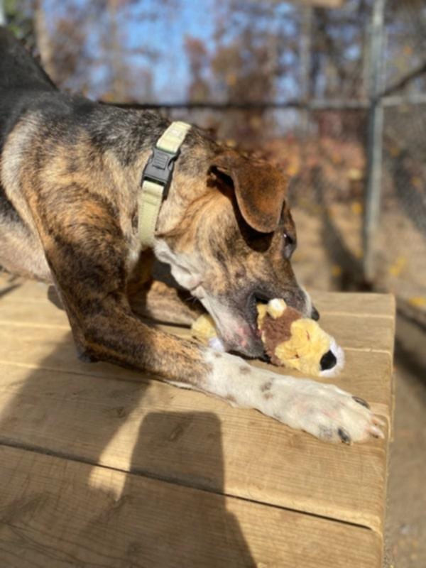 Humphrey, a Adoptable mixed breed in Orange, VA image 3/6