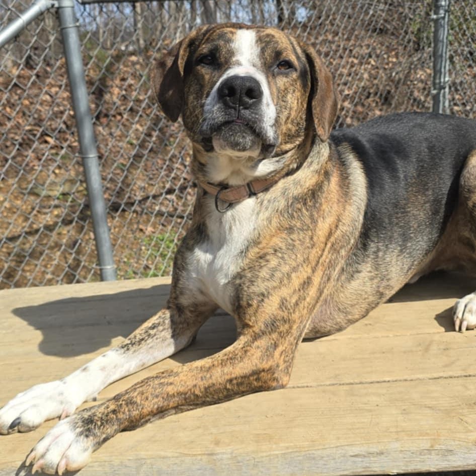 Enlarge Humphrey, a Adoptable mixed breed in Orange, VA image 1/6