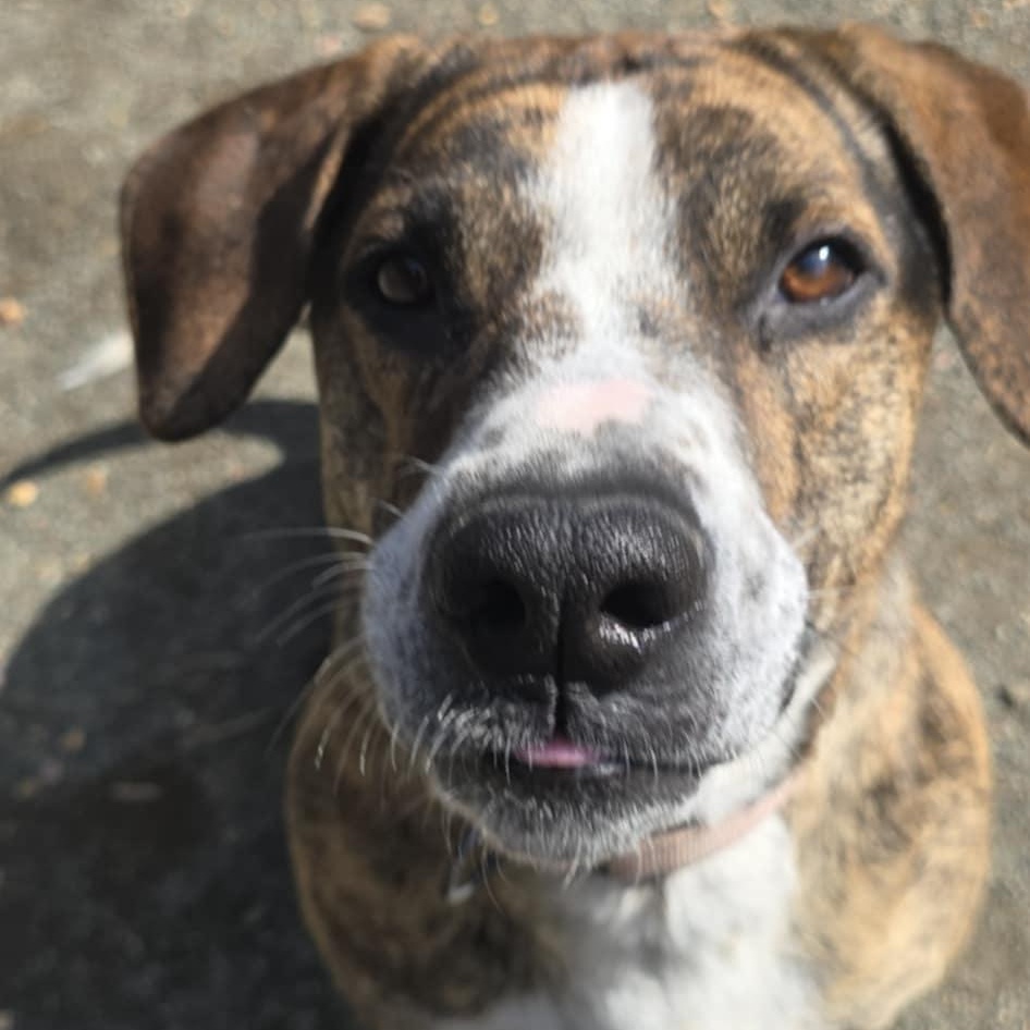 Enlarge Humphrey, a Adoptable mixed breed in Orange, VA image 2/6