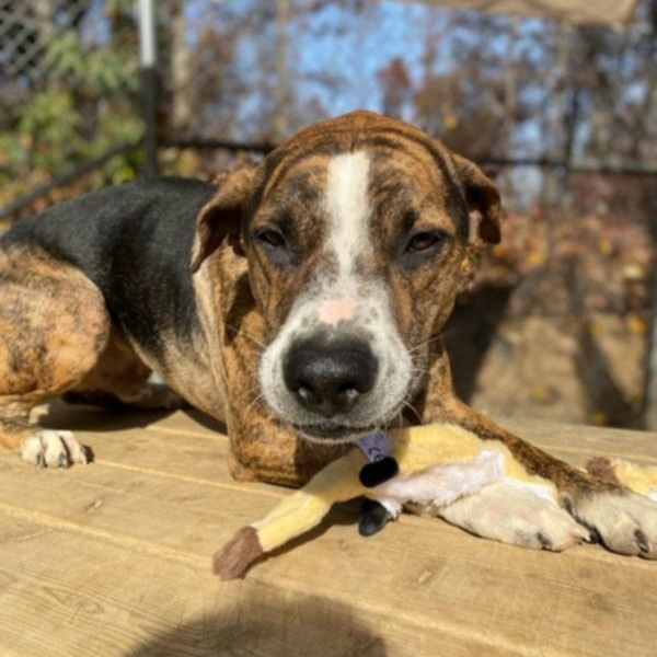 Humphrey, Adoptable, Adult Male Pit Bull Terrier & German Shepherd Dog.
