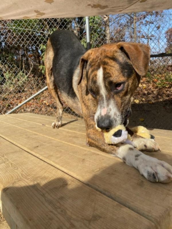 Humphrey, a Adoptable mixed breed in Orange, VA image 4/6