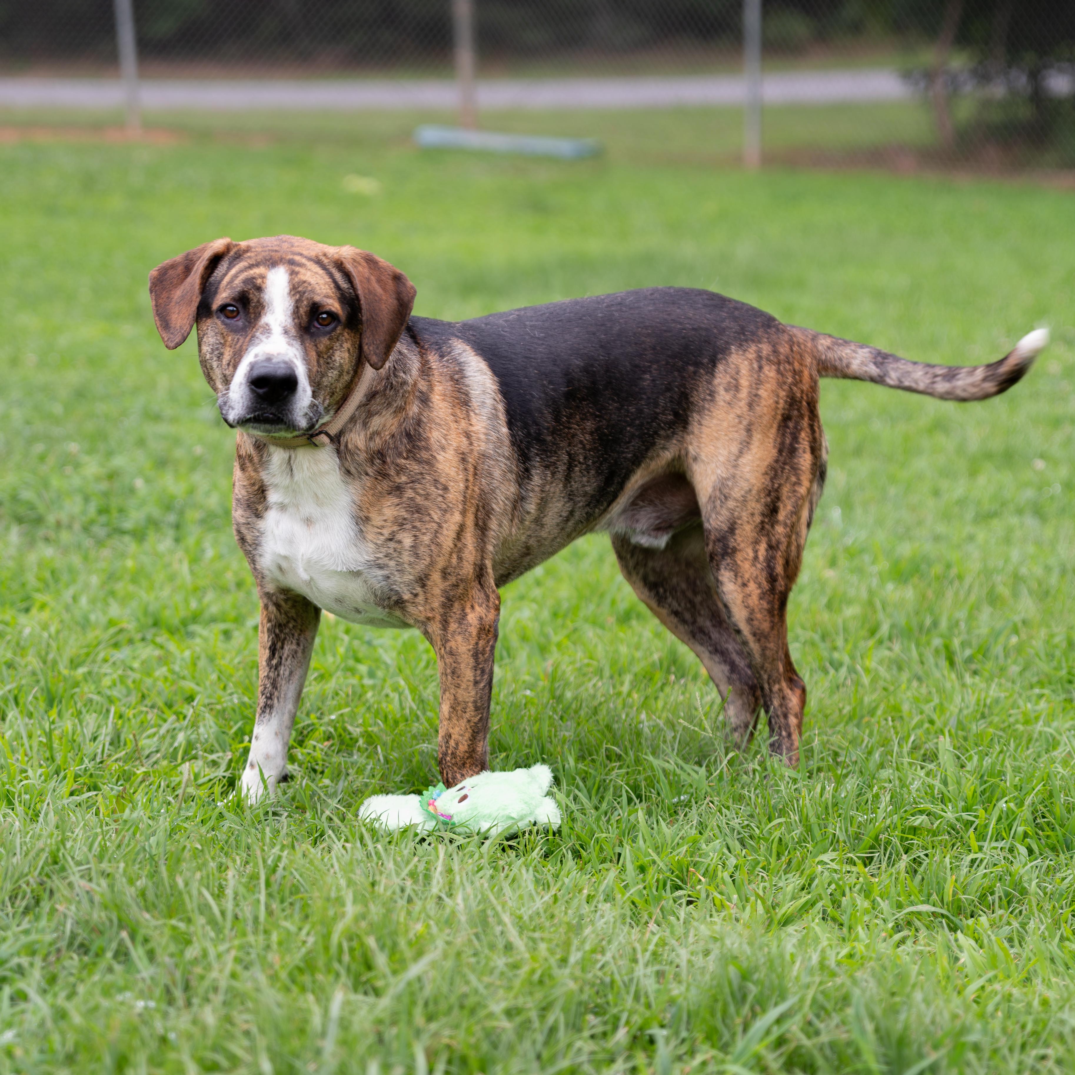 Enlarge Humphrey, a Adoptable mixed breed in Orange, VA image 4/6