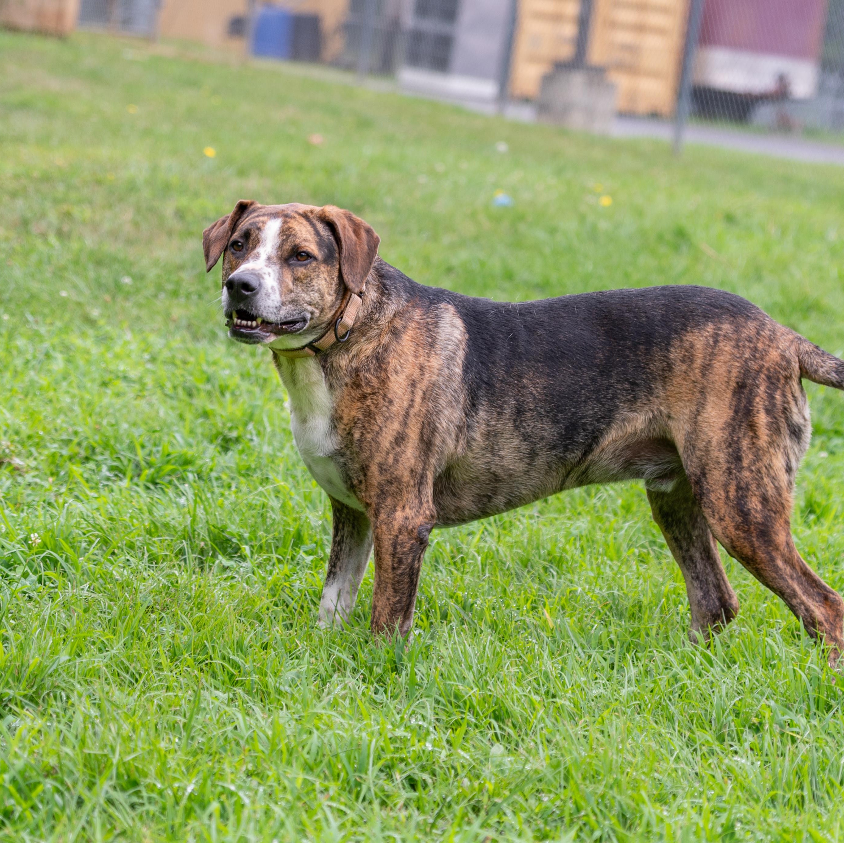 Enlarge Humphrey, a Adoptable mixed breed in Orange, VA image 3/6