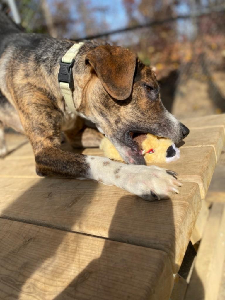 Humphrey, a Adoptable mixed breed in Orange, VA image 5/6
