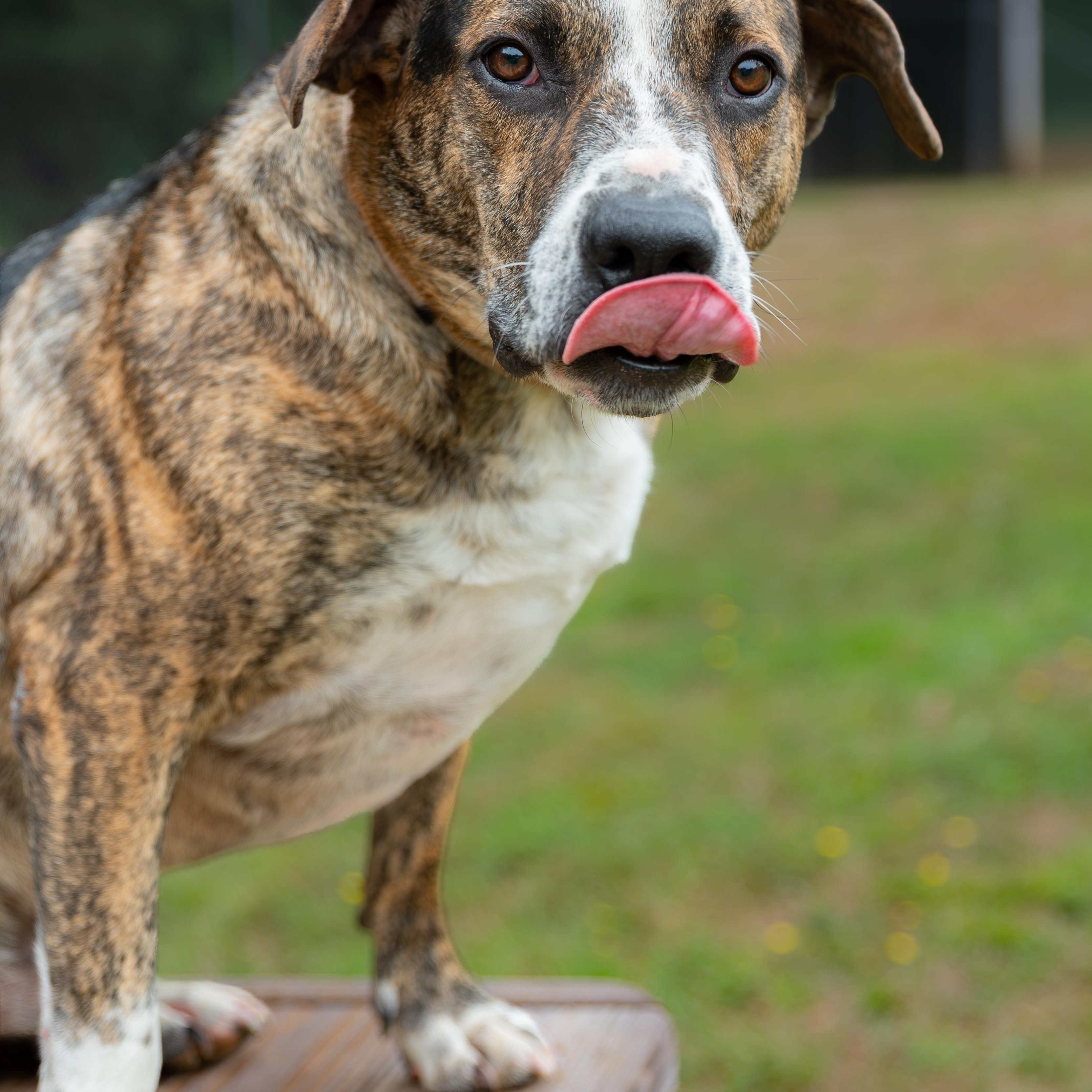 Humphrey, Adoptable, Adult Male Pit Bull Terrier & German Shepherd Dog.
