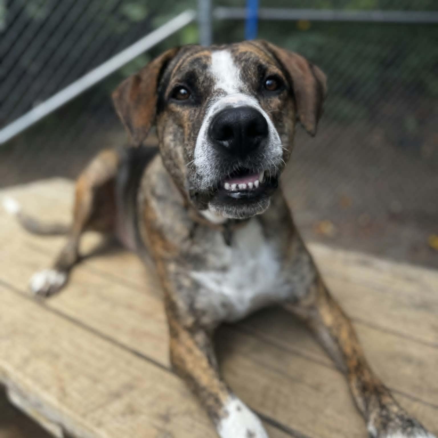 Humphrey, Adoptable, Adult Male Pit Bull Terrier & German Shepherd Dog.