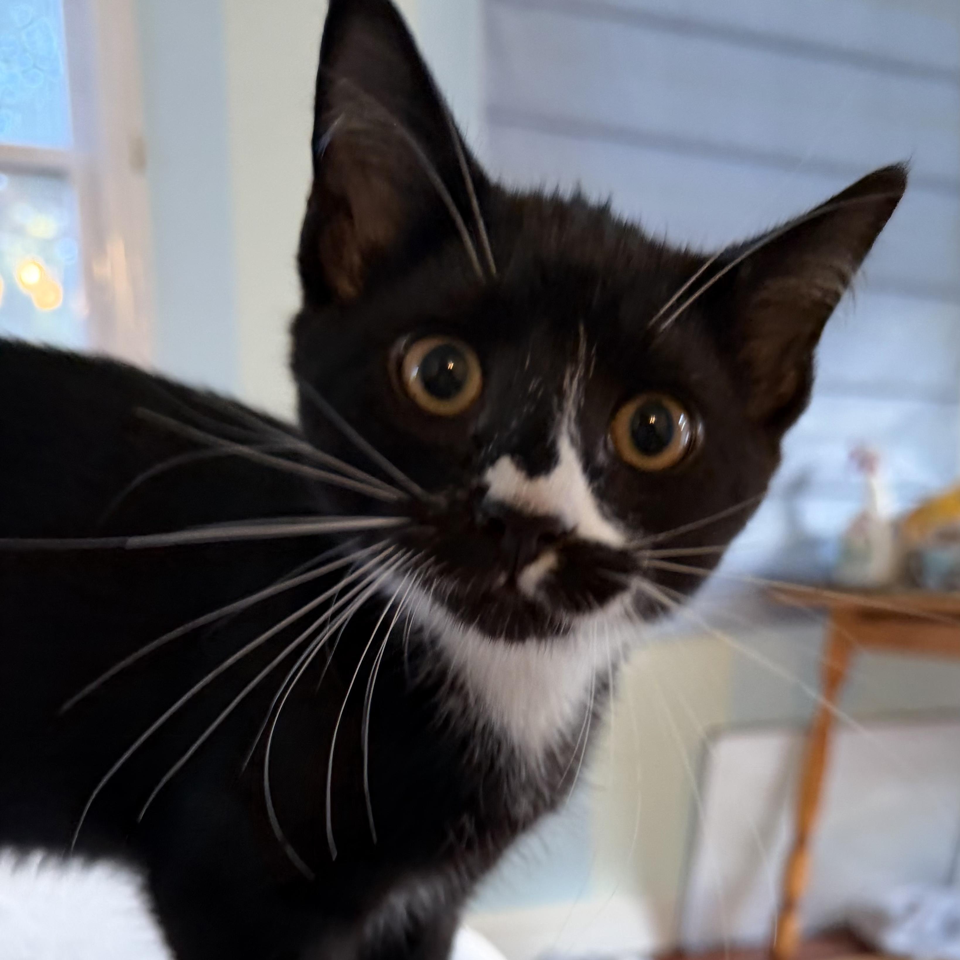 SHIITAKE, Adoptable, Kitten Male Domestic Short Hair.
