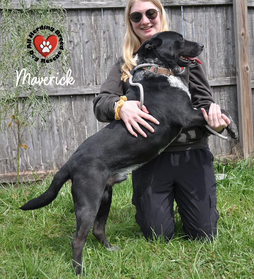 Maverick , ADOPTABLE, Adult Male Cattle Dog & Black Labrador Retriever.