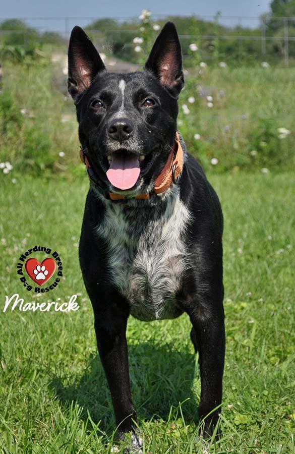 Enlarge Maverick , a ADOPTABLE mixed breed in Joliet, IL image 5/6