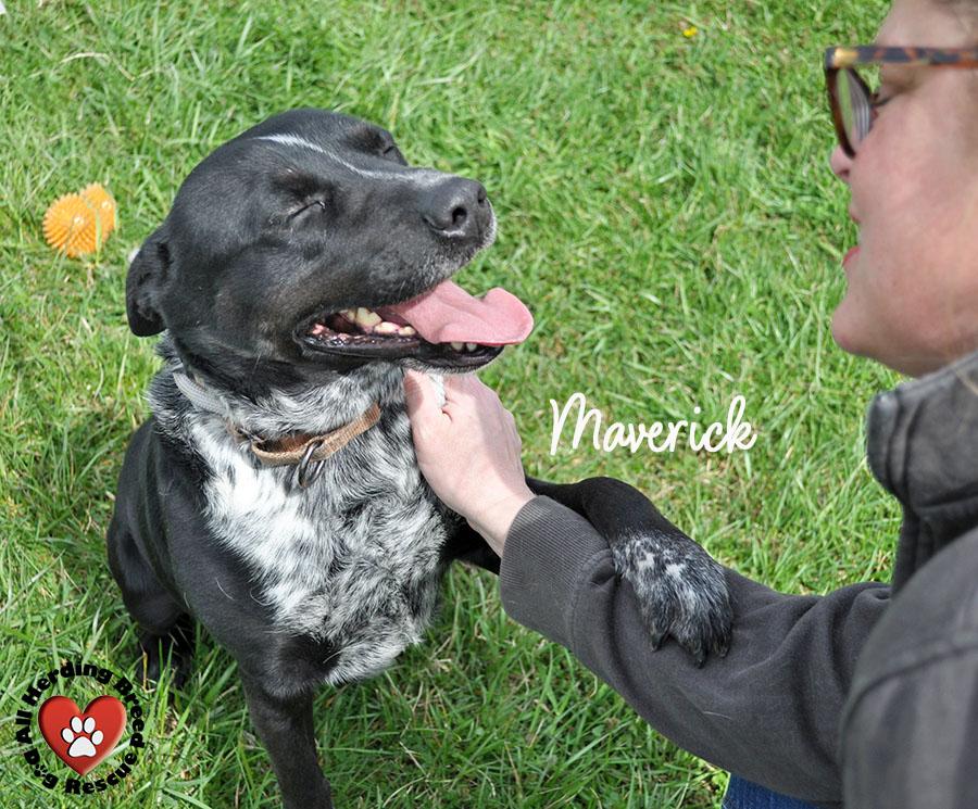 Enlarge Maverick , a ADOPTABLE mixed breed in Joliet, IL image 3/6