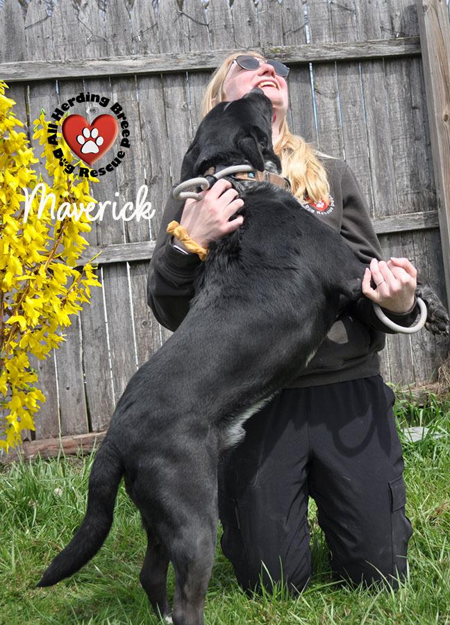 Enlarge Maverick , a ADOPTABLE mixed breed in Joliet, IL image 4/6