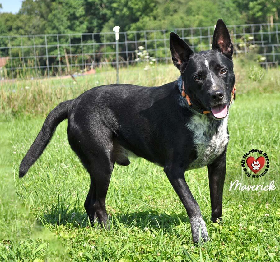 Enlarge Maverick , a ADOPTABLE mixed breed in Joliet, IL image 1/6