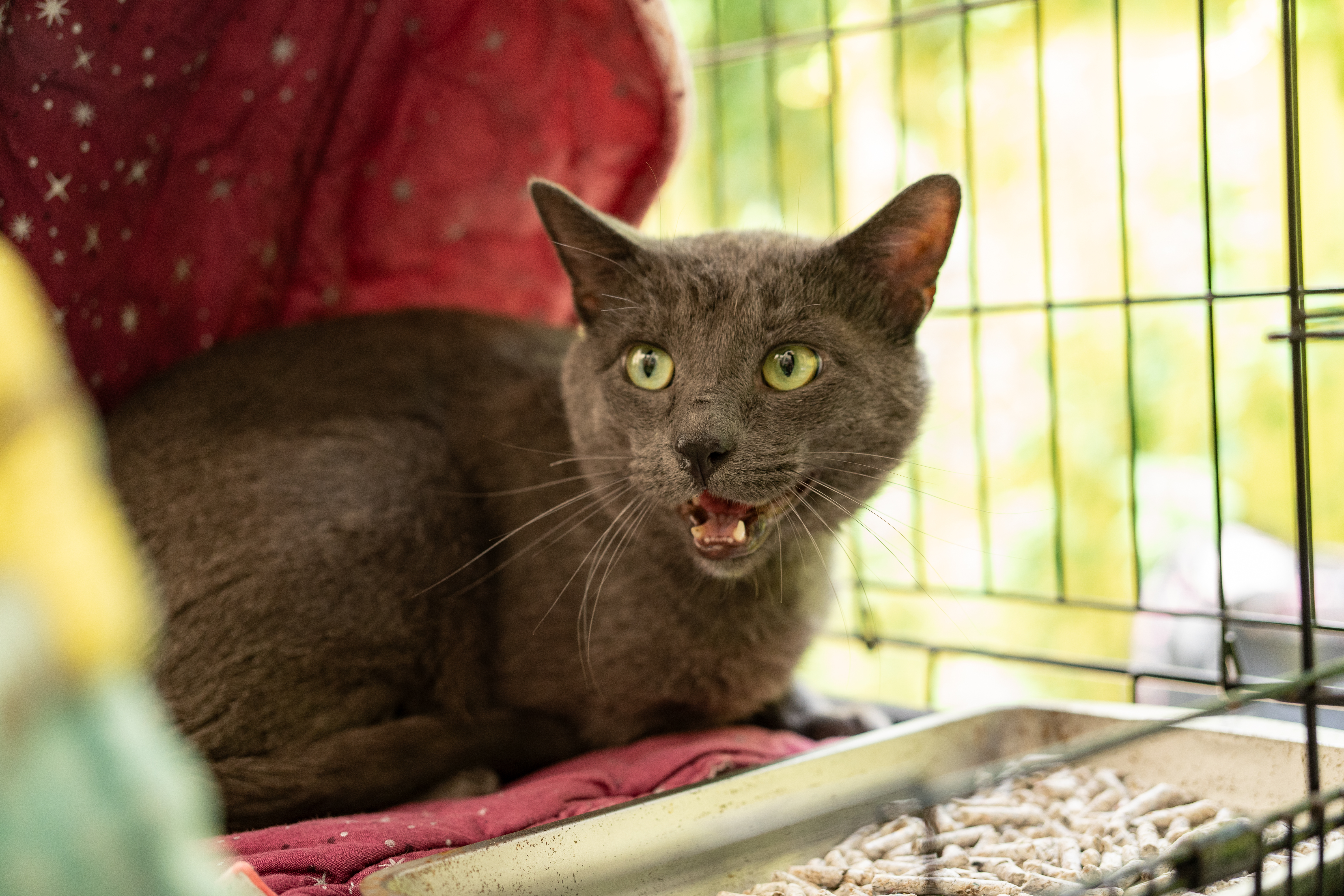 Enlarge Sincere, a Adopted mixed breed in Brooklyn, NY image 6/6