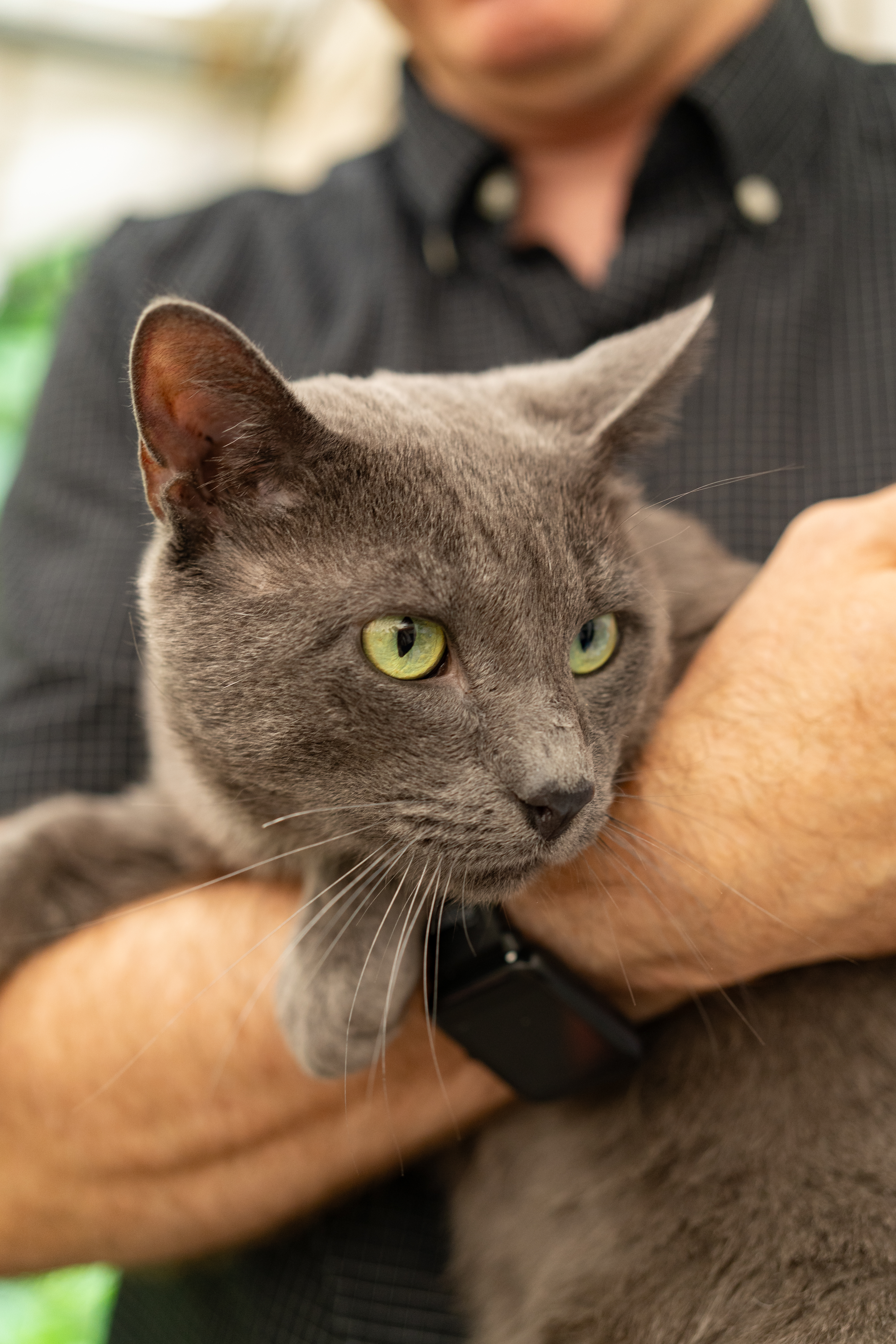 Enlarge Sincere, a Adopted mixed breed in Brooklyn, NY image 1/6