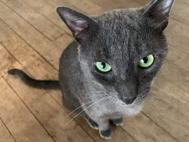 Enlarge Sincere, a Adopted mixed breed in Brooklyn, NY image 3/6