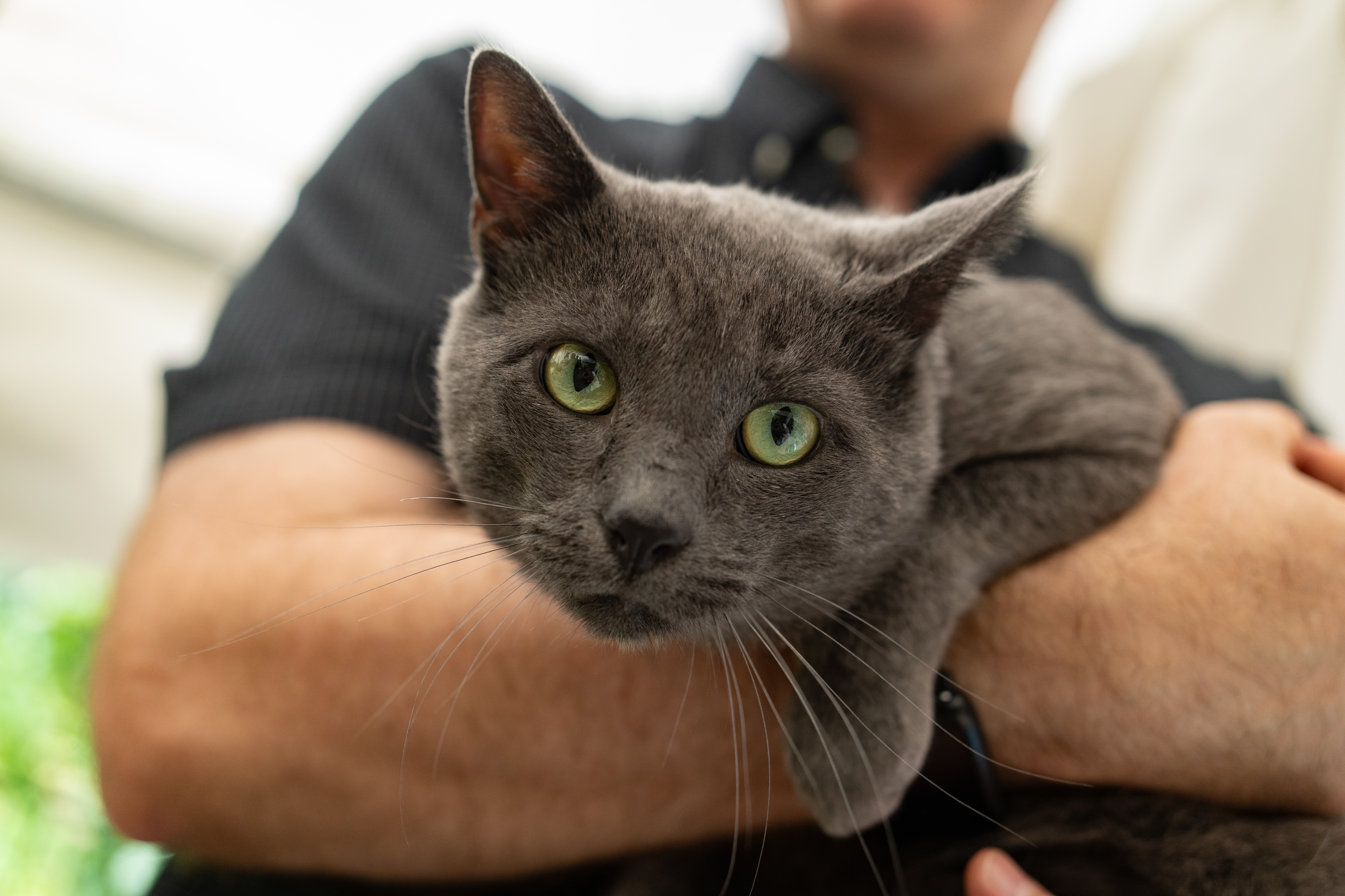 Enlarge Sincere, a Adopted mixed breed in Brooklyn, NY image 2/6