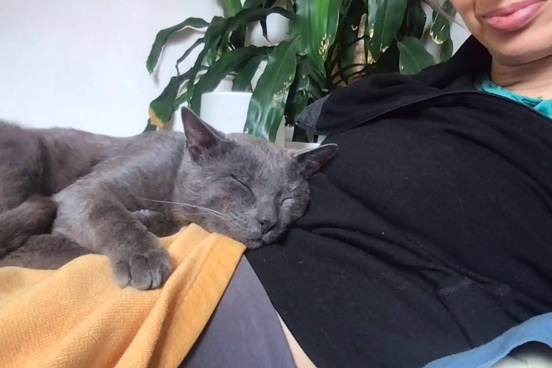 Enlarge Sincere, a Adopted mixed breed in Brooklyn, NY image 5/6