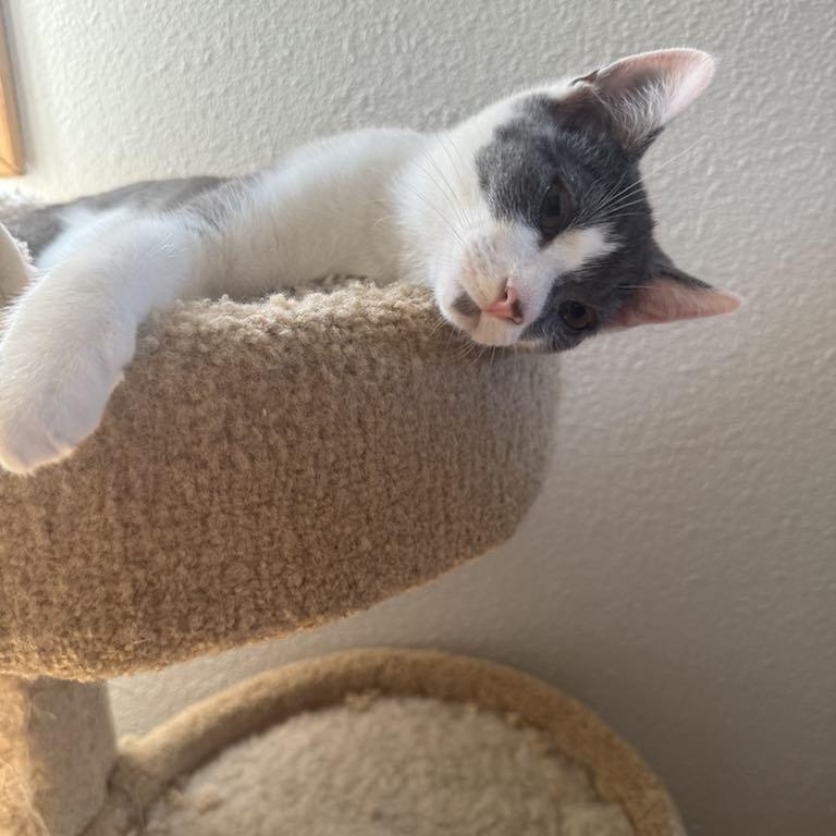 Milo- such a happy kitten!  Purrs constantly.