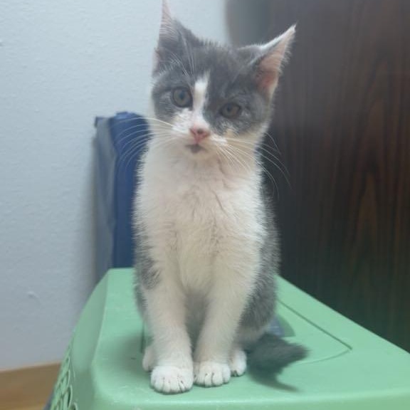 Milo- such a happy kitten!  Purrs constantly.