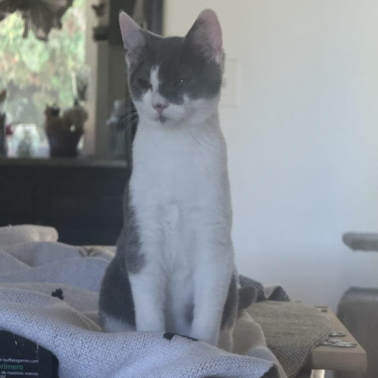 Milo- such a happy kitten!  Purrs constantly.