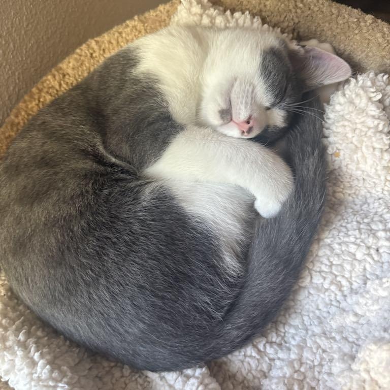 Milo- such a happy kitten!  Purrs constantly.