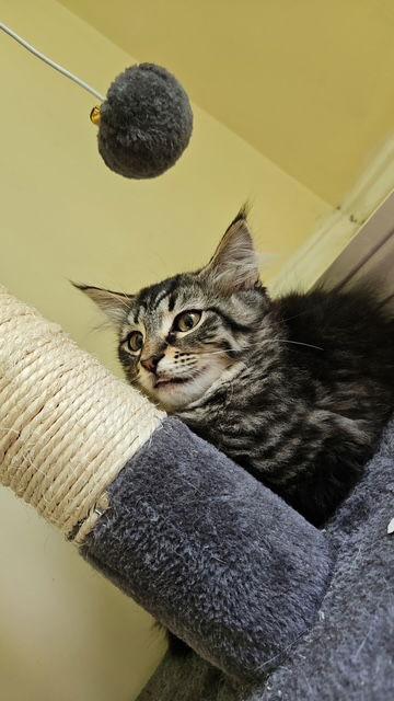Freyja, Adopted, Kitten Female Domestic Short Hair.