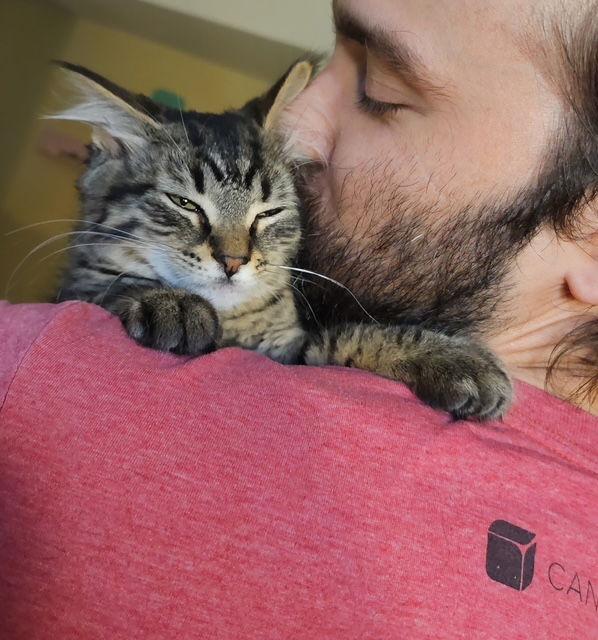 Enlarge Freyja, a Adopted Domestic Short Hair in Somerville, MA image 2/3