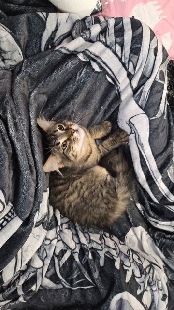 Enlarge Freyja, a Adopted Domestic Short Hair in Somerville, MA image 3/3