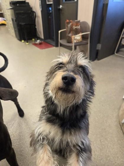 Chester, ADOPTABLE, Adult Male Norwich Terrier.