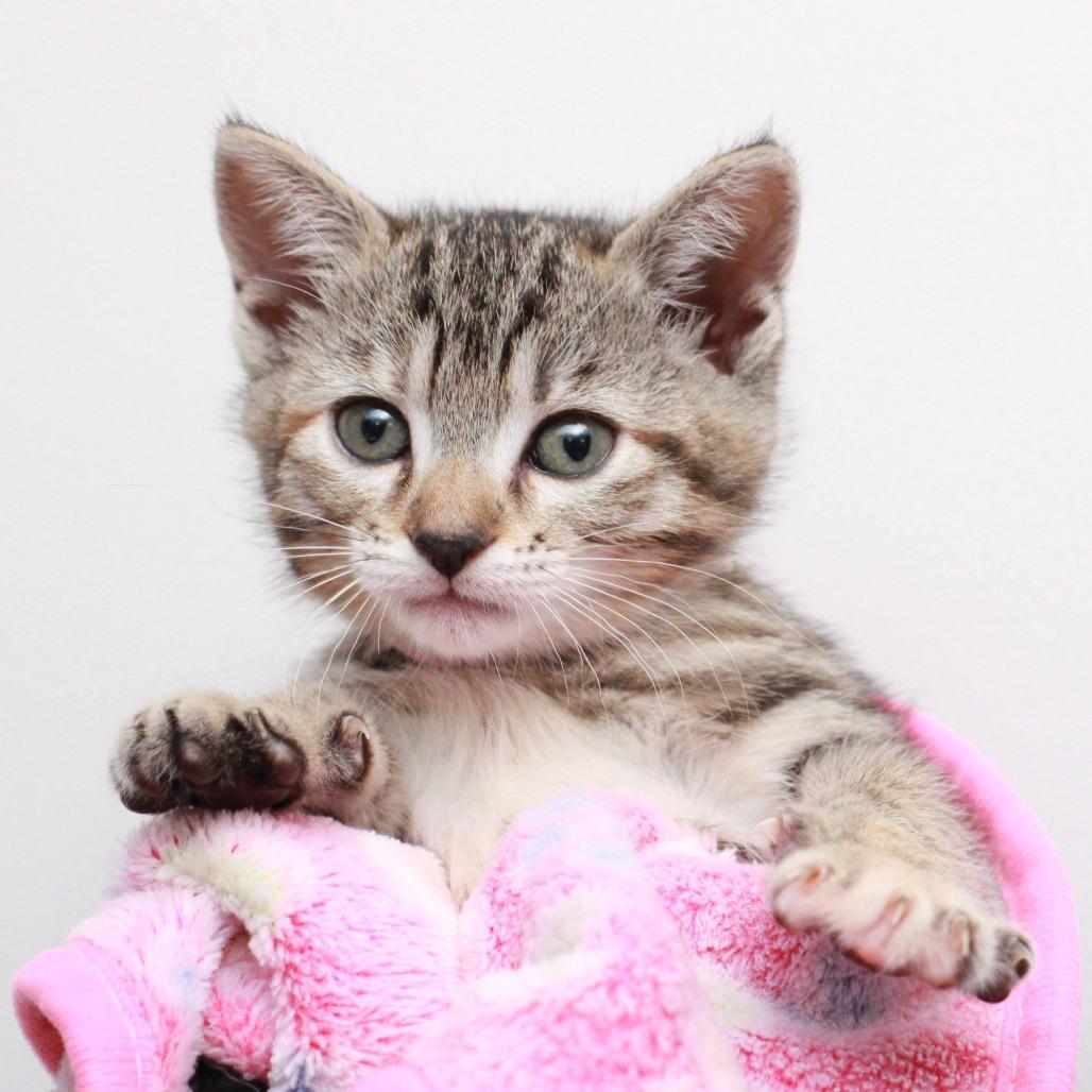 Davina, Adoptable, Kitten Female Domestic Short Hair.