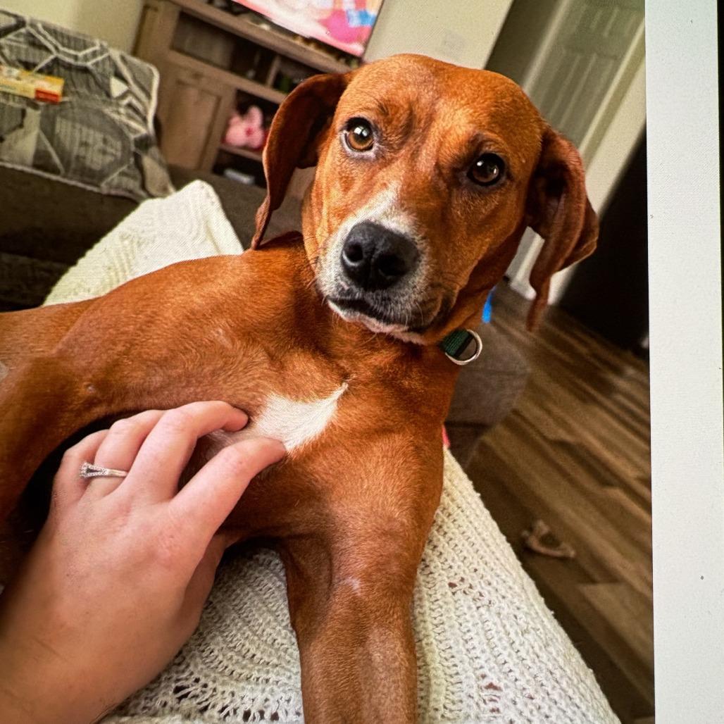 Oaky, Adoptable, Adult Female Mountain Cur & Mixed Breed.