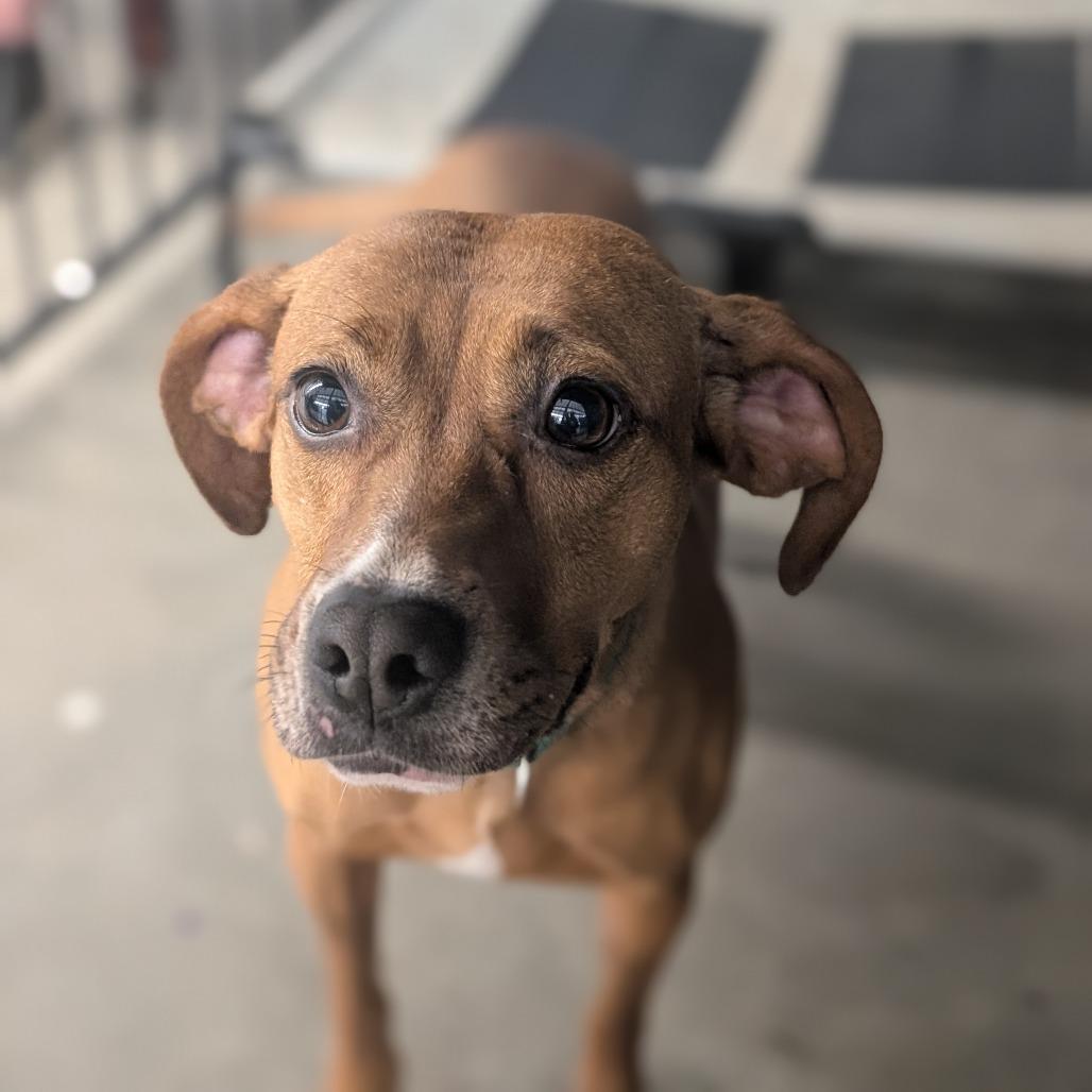 Enlarge Oaky, a Adoptable mixed breed in Lenoir, NC image 2/4