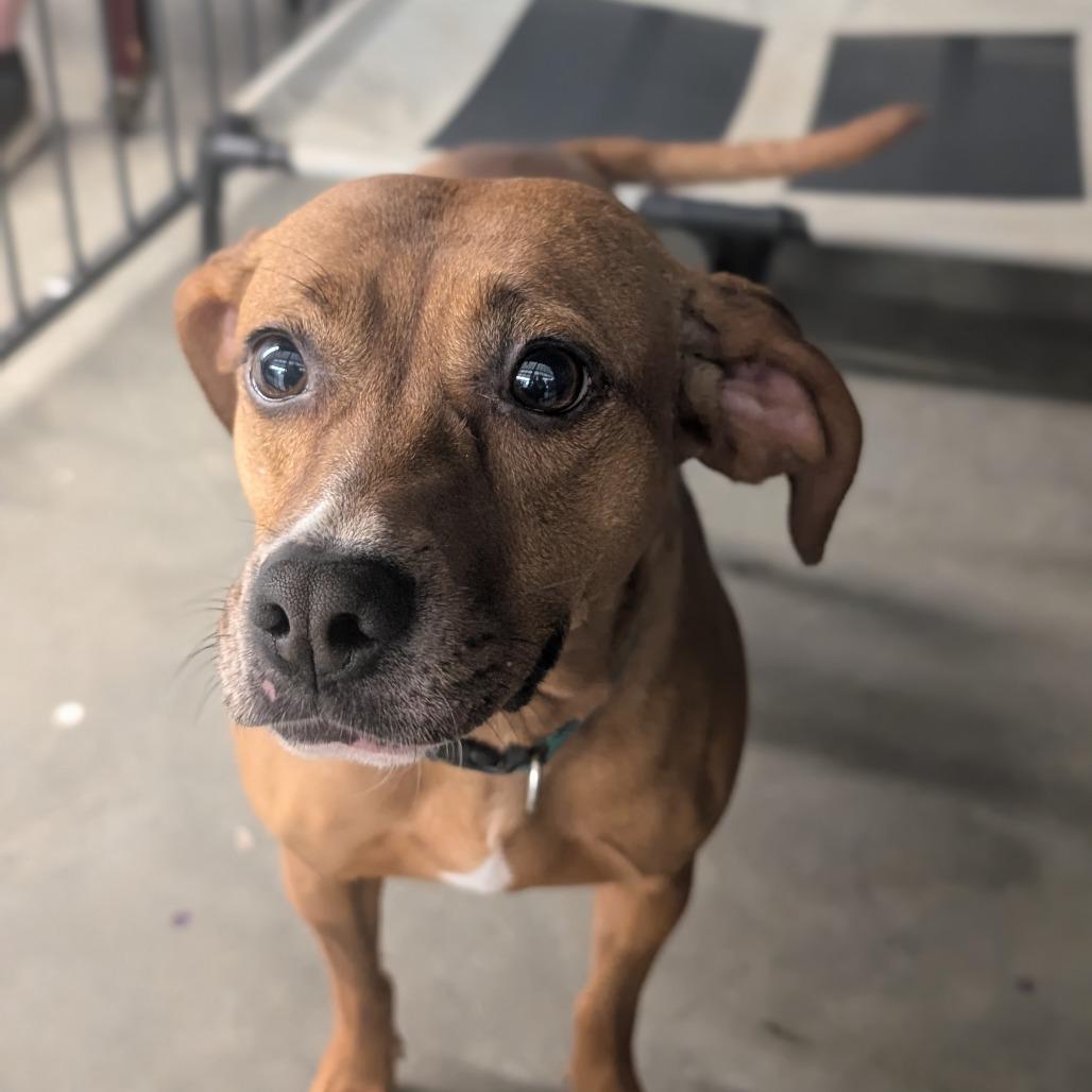 Enlarge Oaky, a Adoptable mixed breed in Lenoir, NC image 4/4