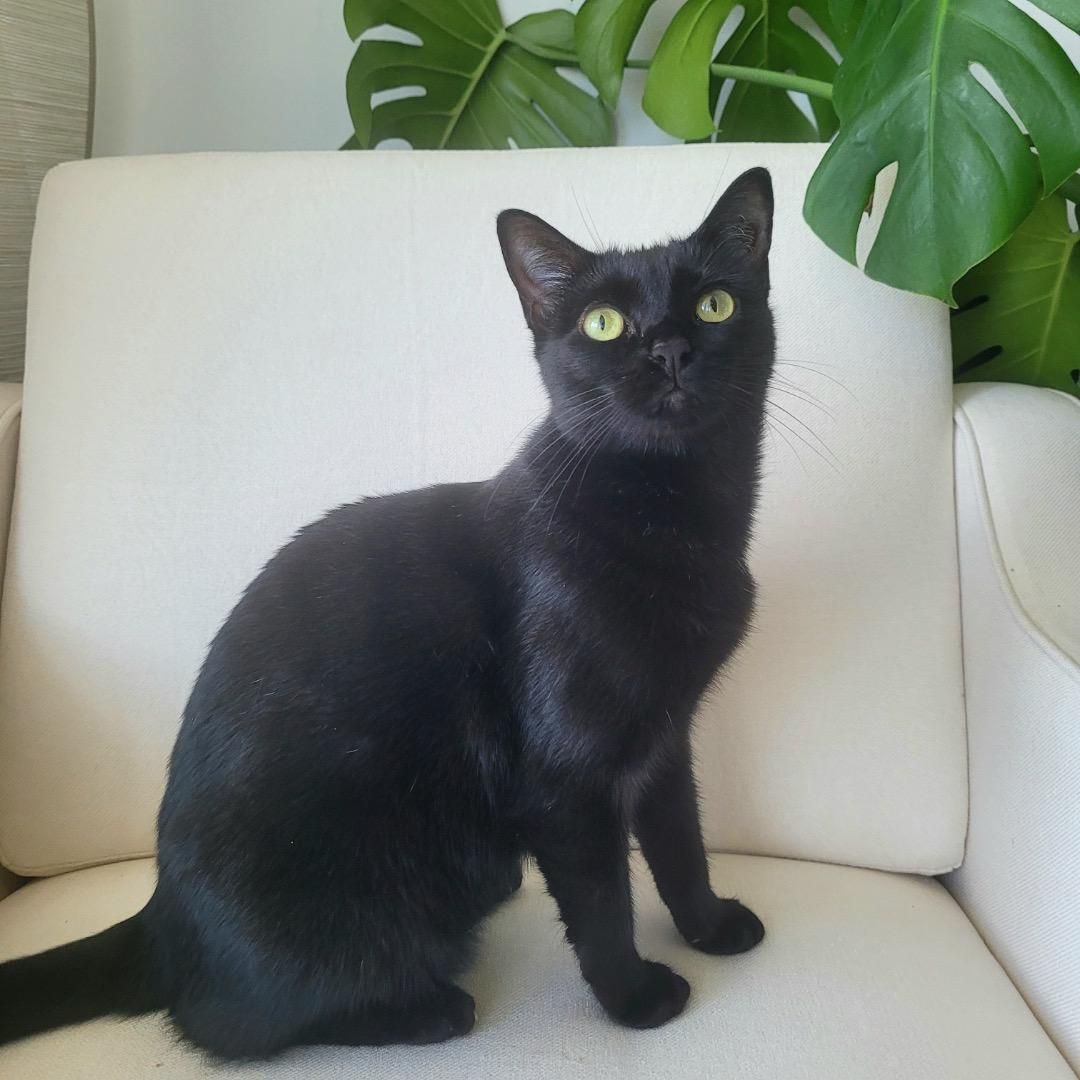 Birdie, Young Female Bombay