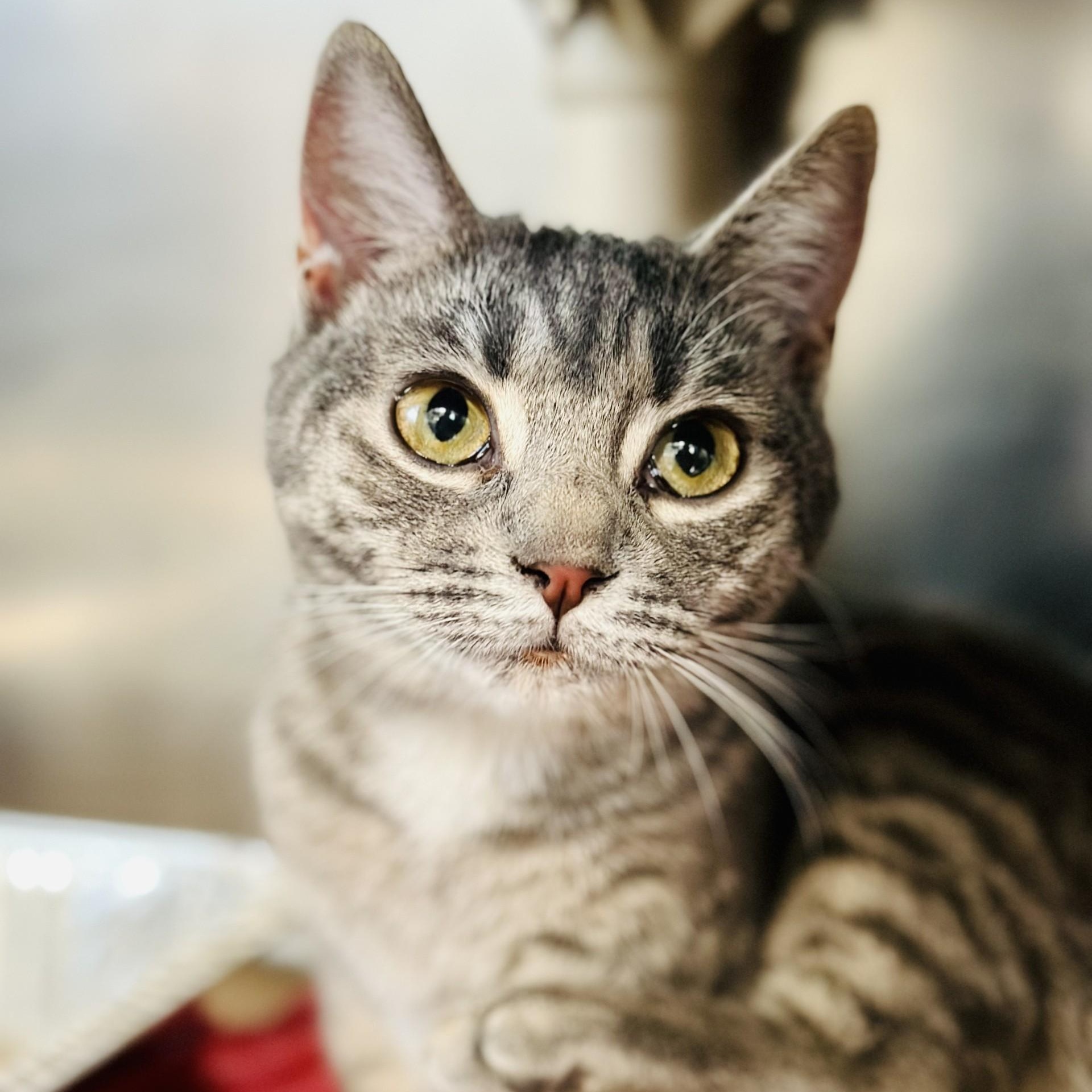 Enlarge Miss Peregrine , an adopted Domestic Short Hair in Jackson, NJ image 2/3