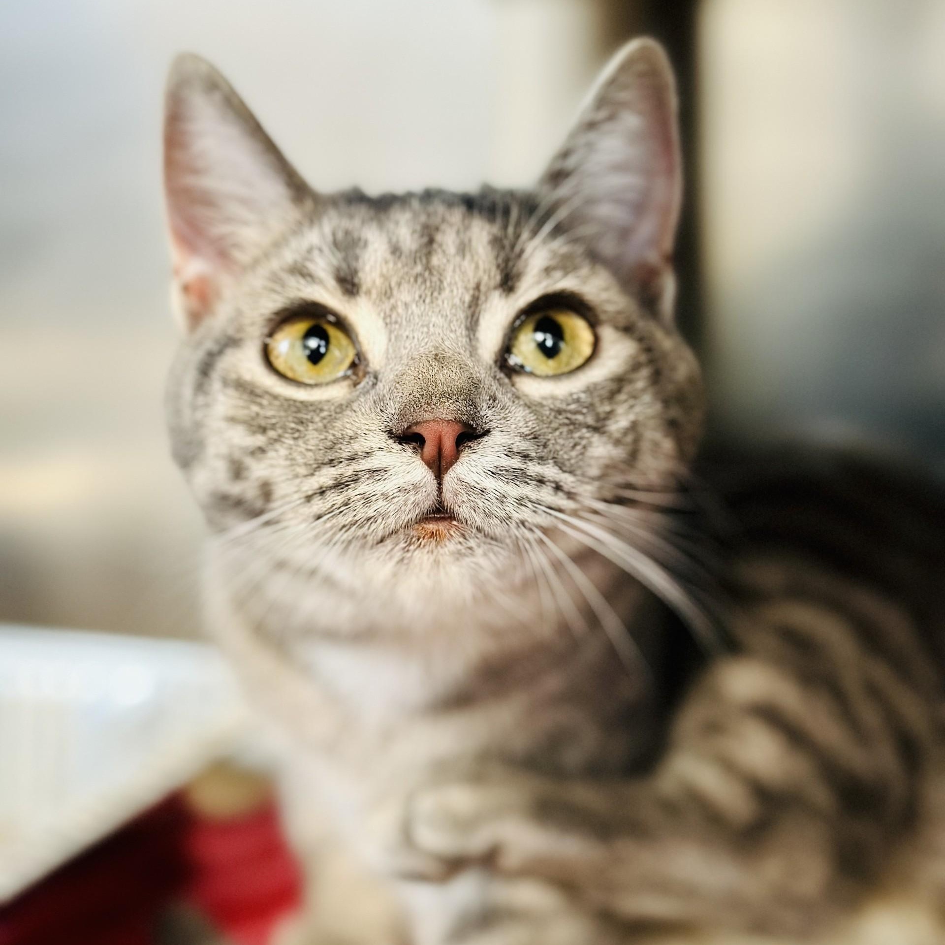 Enlarge Miss Peregrine , an adopted Domestic Short Hair in Jackson, NJ image 3/3