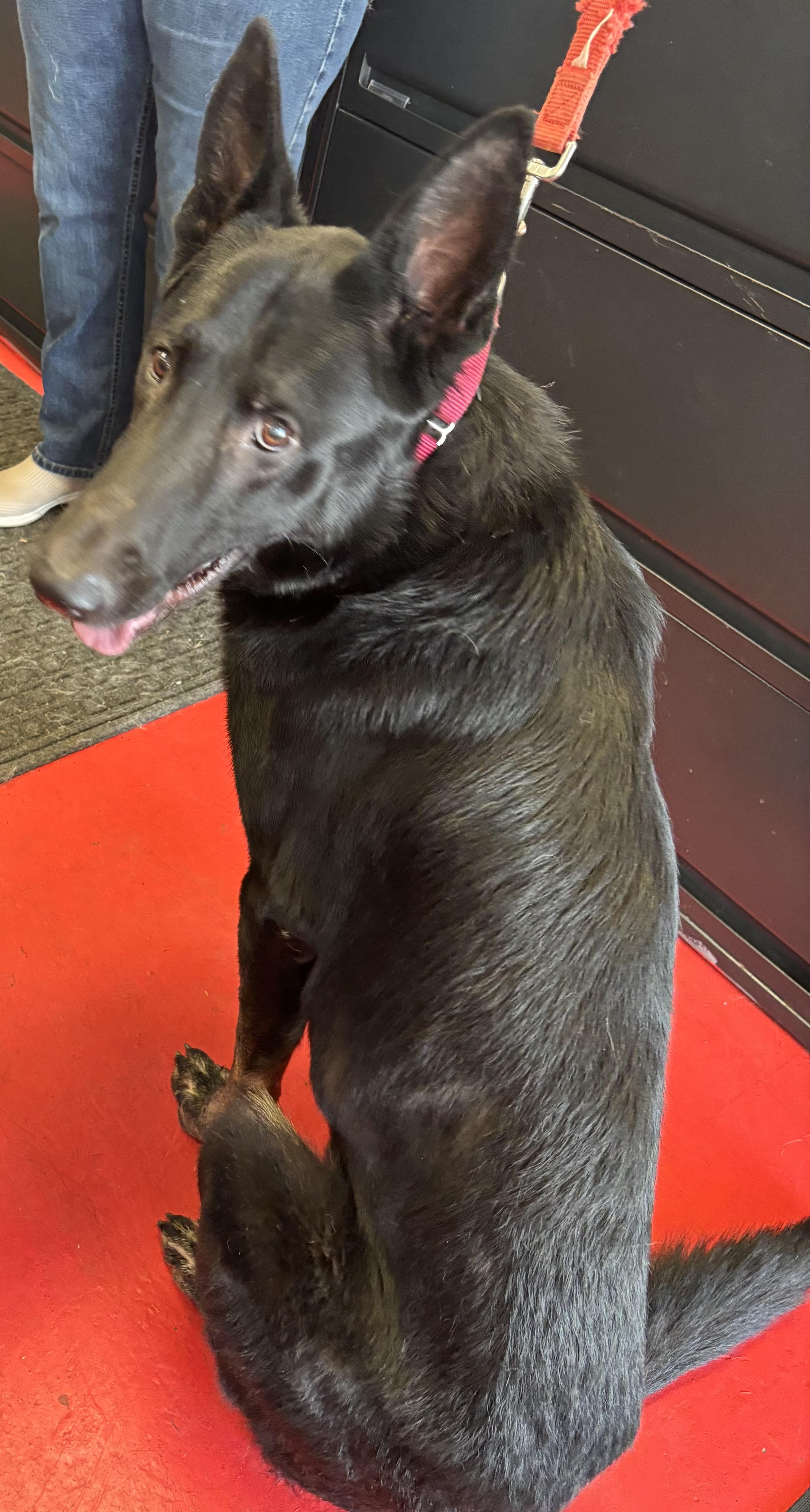 Max, an adoptable German Shepherd Dog in Lakewood, CO image 2/6