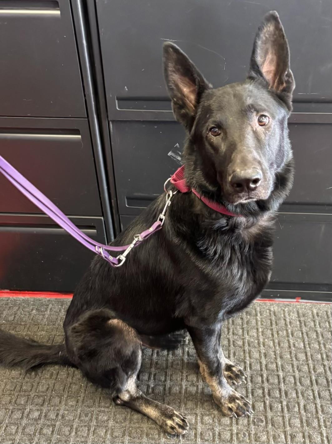 Max, an adoptable German Shepherd Dog in Lakewood, CO image 6/6