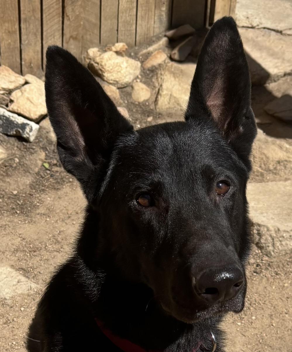 Max, an adoptable German Shepherd Dog in Lakewood, CO image 3/6