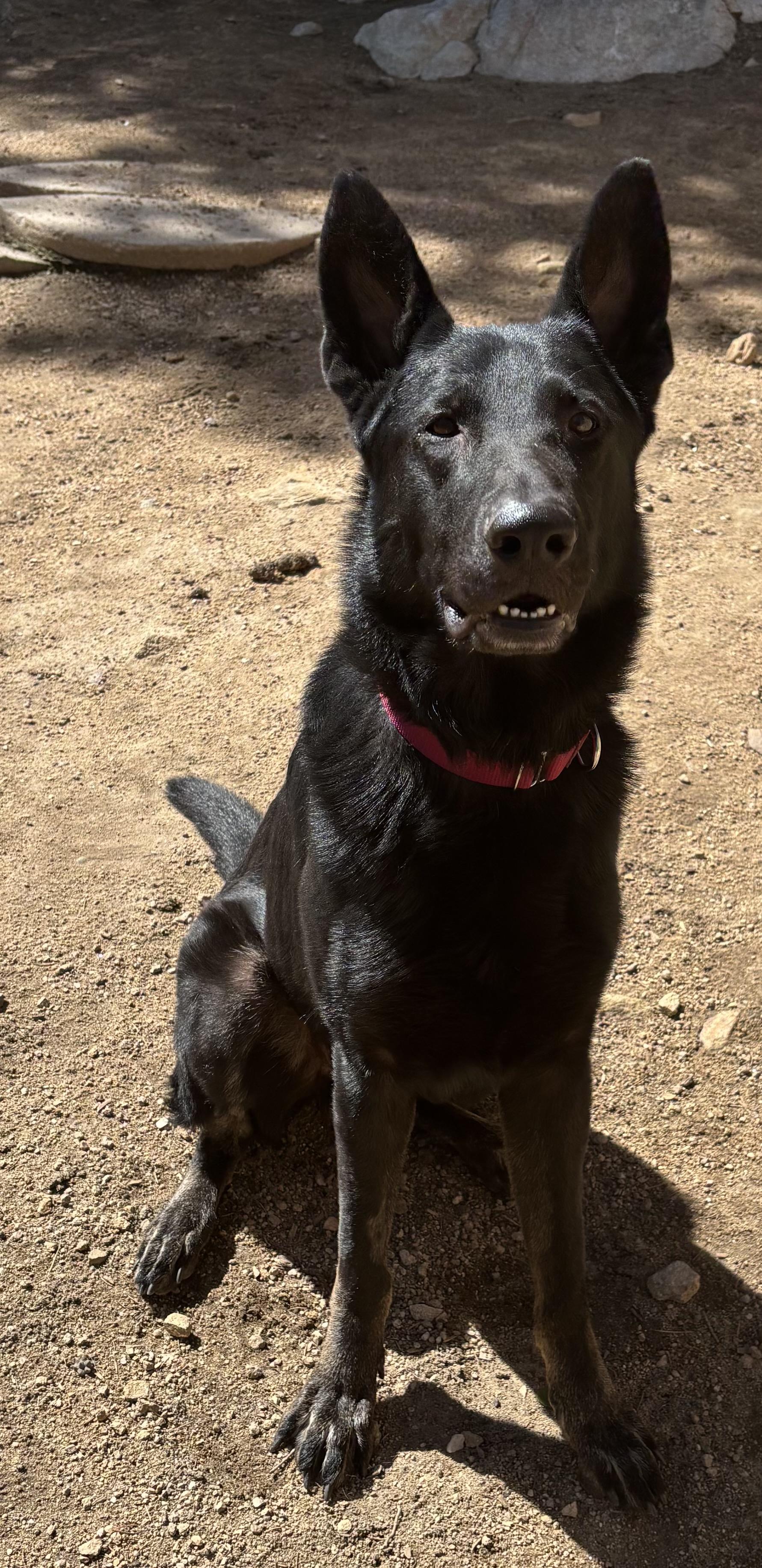 Max, an adoptable German Shepherd Dog in Lakewood, CO image 5/6