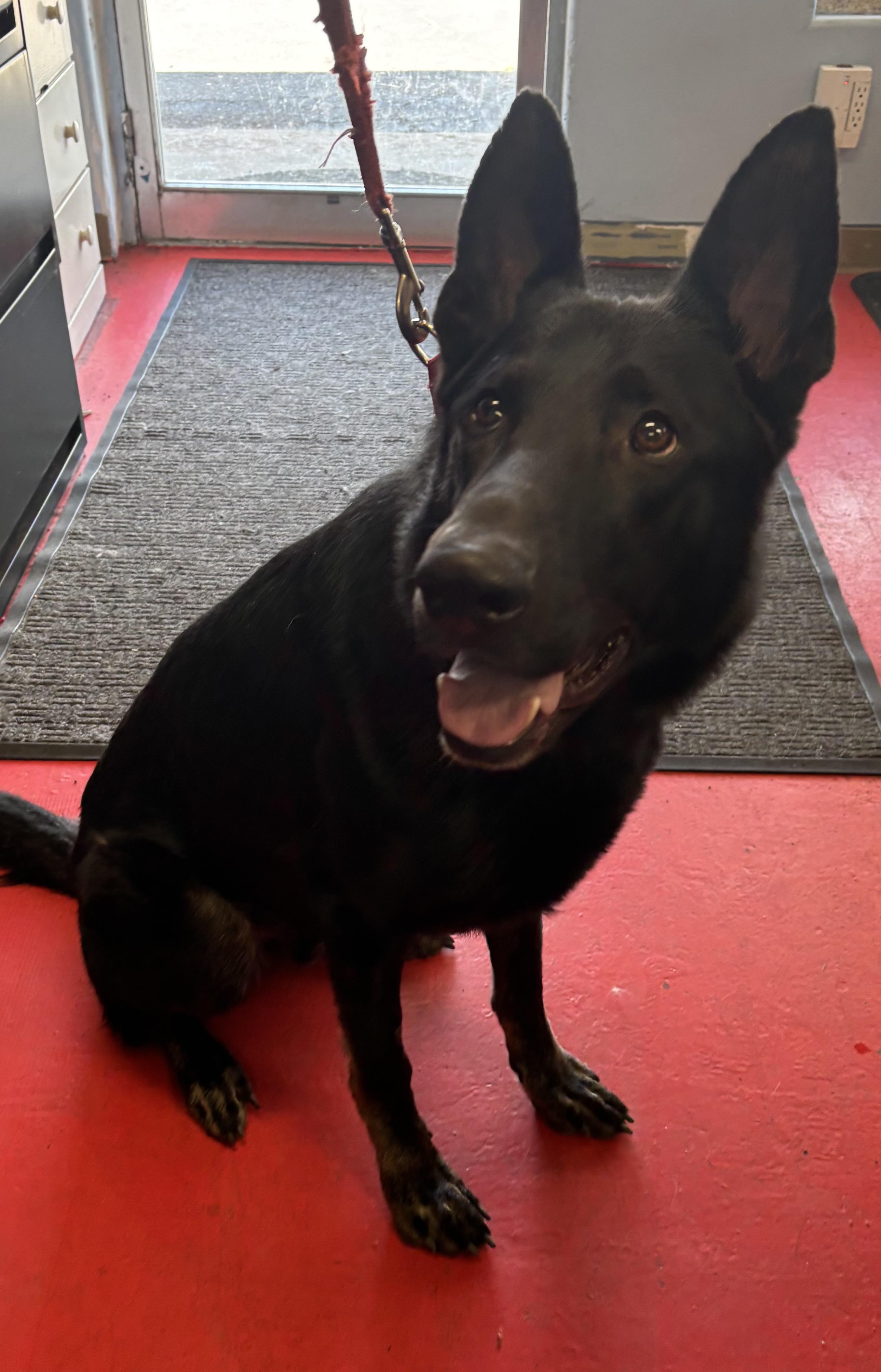 Max, adoptable, Adult Male German Shepherd Dog.