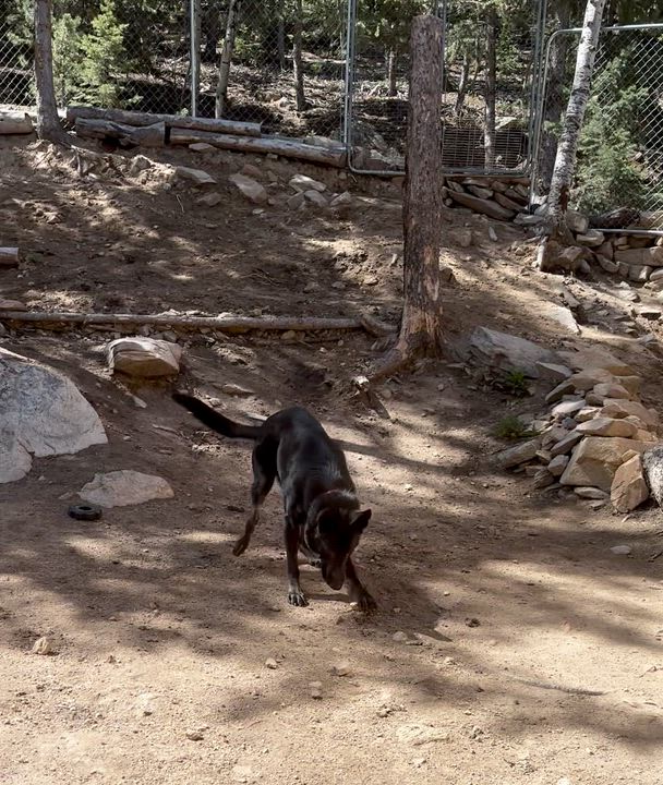 Enlarge Max, an adoptable German Shepherd Dog in Lakewood, CO video 4/6