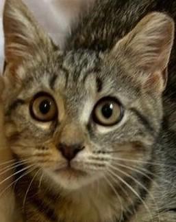 Enlarge Cybill, a Adoptable Domestic Short Hair in Garrett Park, MD image 1/6
