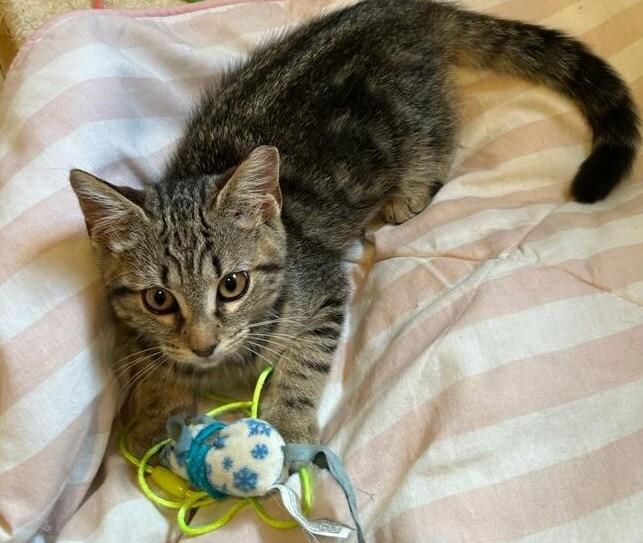 Cybill, a ADOPTABLE Domestic Short Hair in Garrett Park, MD image 2/6