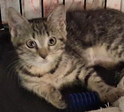 Cybill, a ADOPTABLE Domestic Short Hair in Garrett Park, MD image 4/6